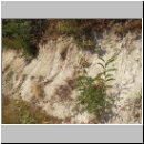 Philanthus triangulum - Bienenwolf 001 OS-Piesberg Habitat.jpg